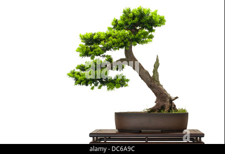 Jey japonais comme arbre de bonzaies est isolé blanc