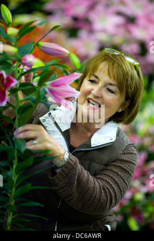 La préparation de la fleur d'automne Harrogate Yorkshire Show , 2012 , qui se déroulera du 14 au 16 septembre Banque D'Images