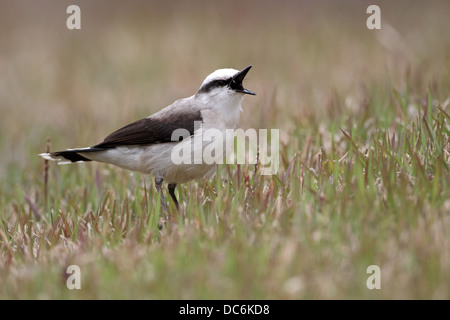 Fluvicola nengeta Masked Water-Tyrant, attraper la proie, Banque D'Images