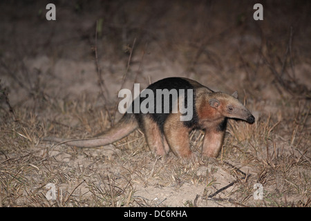 Le sud de Tamandua tetradactyla Tamandua, alias moindre Anteater fourmilier à collier, de nuit, Banque D'Images