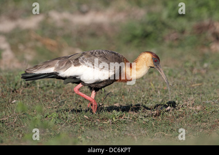 Ibis rouge chamois, Theristicus caudatus, l'alimentation Banque D'Images