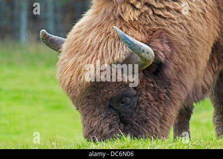 Un bison d'Europe sur l'herbe de pâturage Banque D'Images