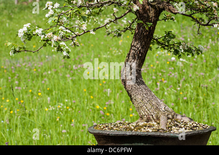 Floraison blanche l'aubépine (Crataegus) comme monogoya bonsai arbre en face d'une prairie Banque D'Images