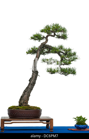 Isolé blanc Pin Silvestre comme arbre de bonzaies Banque D'Images