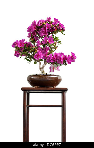 Azalea fleurs Magenta bonsai arbre sur un plateau en bois est isolée blanc Banque D'Images