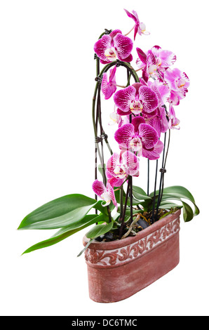 Orchidée pourpre fleurs en pot en céramique décorative isolated on white Banque D'Images