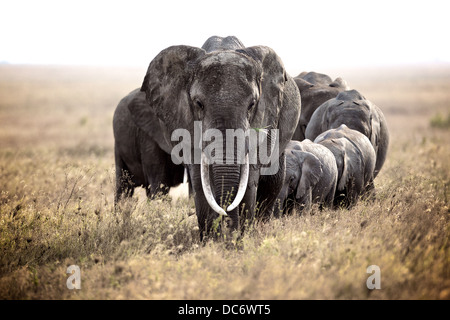 Troupeau de la famille des éléphants d'Afrique dans le Serengeti. Tanzanie Banque D'Images