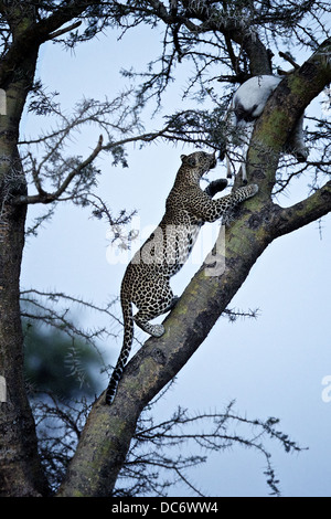 Leopard grimpe arbre pour récupérer sa mort. Serengeti Tanzanie Banque D'Images