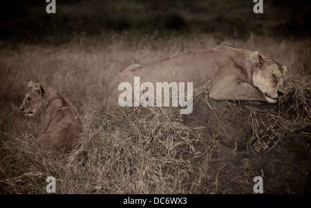 Mère femme lion dort avec son petit. Serengeti . Tanzanie Afrique. Banque D'Images