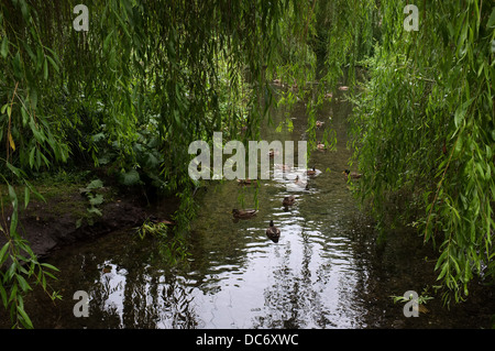 La faune swimming in river cray cray St Marys kent uk 2013 Banque D'Images