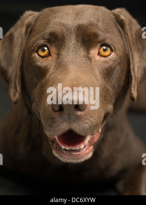 Labrador Retriever chocolat studio portrait Banque D'Images