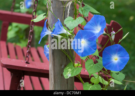 Sky blue morning glory avec de plus en plus d'une balançoire en bois. Banque D'Images