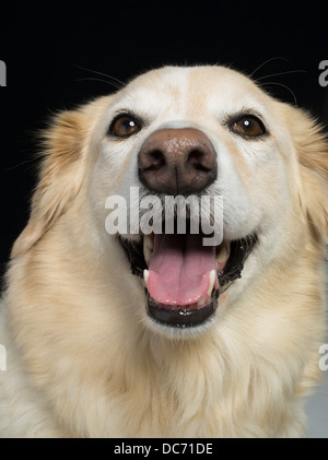 Golden Retriever Collie Mix hybride mâtiné appelée Gollie ou Golden Collie Banque D'Images