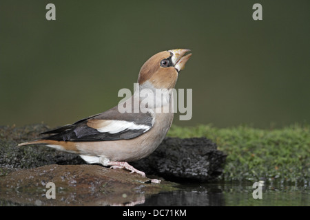 Coccothraustes coccothraustes Hawfinch, potable femelle Banque D'Images