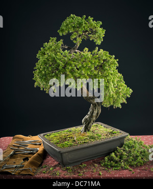 Bonsai, l'art japonais, sous forme d'arbre miniature dans bon ( faible face pot ou bac ) Banque D'Images