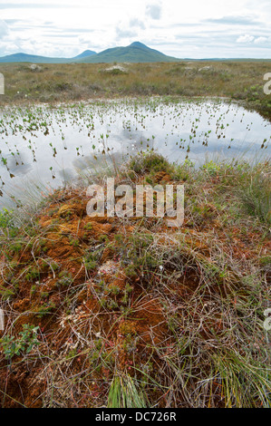 Piscine du flux de Forsinard RSPB réserve naturelle. Forsinard, Strath Halladale, Sutherland, Scotland, UK Banque D'Images