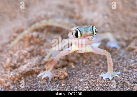 Webfooted Palmatogecko rangei (Gecko), Désert du Namib, Namibie, avril 2013 Banque D'Images