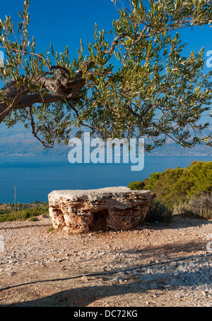 Olivier sur l'île de Brač, Croatie Banque D'Images