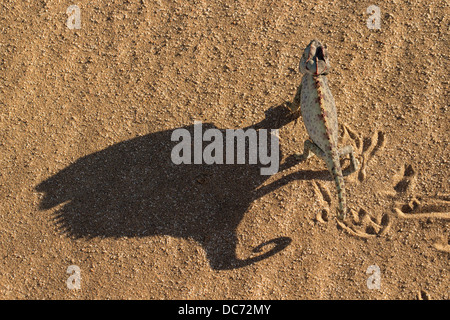 Caméléon Namaqua (Chamaeleo namaquensis), Désert du Namib, Namibie, avril 2013 Banque D'Images