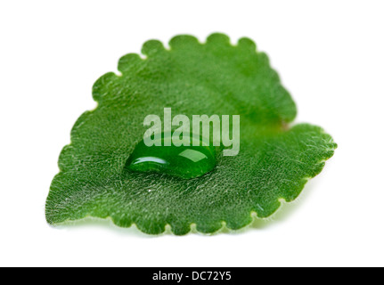 Feuille verte avec des gouttes d'eau sur fond blanc macro Banque D'Images