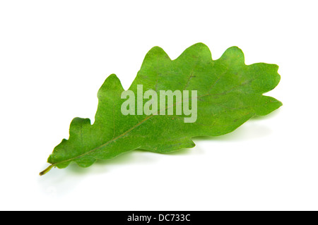 Feuille de chêne unique isolated over white Banque D'Images