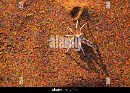 Dancing white lady spider (Leucorchestris arenicola), Désert du Namib, Namibie, Mai 2013 Banque D'Images