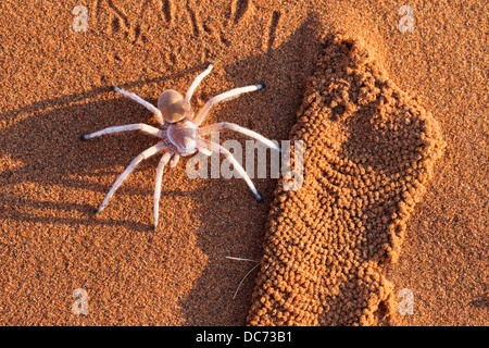 Dancing white lady spider (Leucorchestris arenicola) avec doublure en soie de Burrow (exhumés par jackal), Désert du Namib, Namibie Banque D'Images