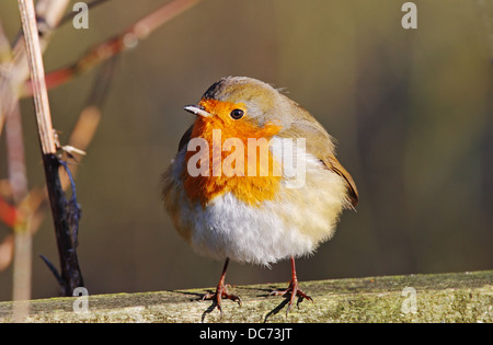 Ou européenne anglais Robin perché sur une clôture (Erithacus rubecula aux abords) Banque D'Images