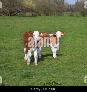 Les jeunes veaux Hereford debout dans une prairie en anglais Banque D'Images