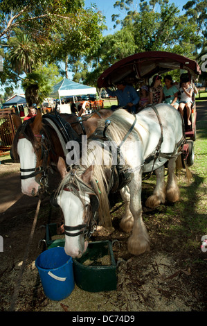 Une paire de chevaux de trait attelés à un chariot, de repos et d'alimentation à l'ombre Banque D'Images