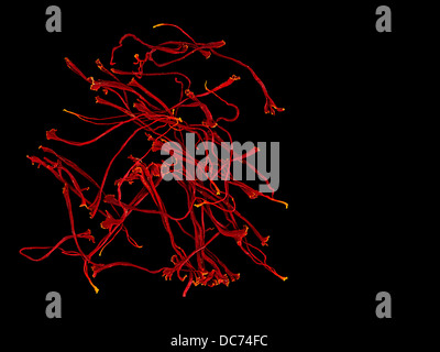Belle macro de safran sur fond noir. Banque D'Images