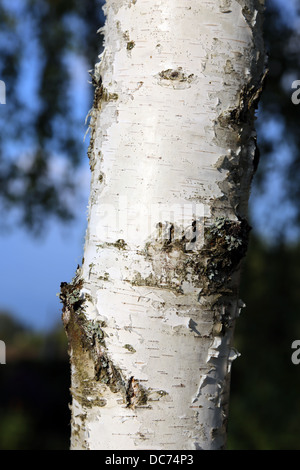 Birch Tree Trunk Banque D'Images