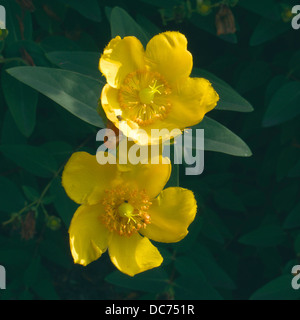 Hypericum calycinum ( Rose de Sharon ) en fleur Banque D'Images
