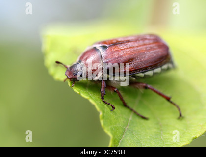 May beetle assis sur une branche avec des feuilles fraîches en gris retour Banque D'Images
