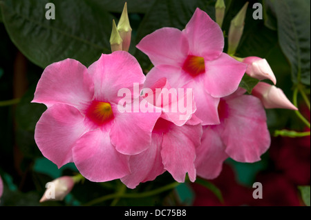 Mandevilla alice du pont Banque D'Images