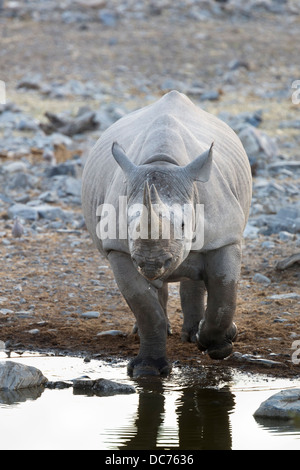 Le rhinocéros noir (Diceros bicornis), Etosha National Park, Namibie, Mai 2013 Banque D'Images