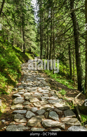 Chemin de pierre entre les arbres, dans les montagnes Banque D'Images