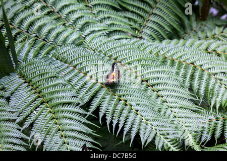 Clipper (Papillon Parthenos Sylvia) sur Fern. Banque D'Images