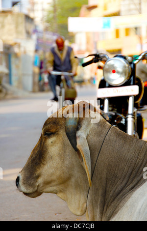 Une vache en appui sur la rue à Varanasi, Inde. Les animaux sont sacrés pour les hindous et sont chose commune dans les rues Banque D'Images