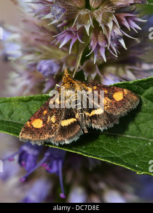 Close up de la petite Teigne (menthe Pyrausta aurata) sur une variété de fleurs et de poser avec les ailes écartées (16 images) Banque D'Images