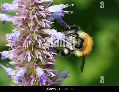 Carde commun européen (Bombus pascuorum) abeille alimentation,sur une fleur. Banque D'Images