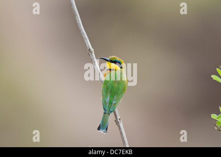 Petite Abeille mangeur, Masaimara, au Kenya. Banque D'Images