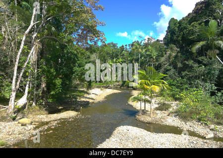 Creek - Parc national de Daintree - Le Nord du Queensland - Australie Banque D'Images