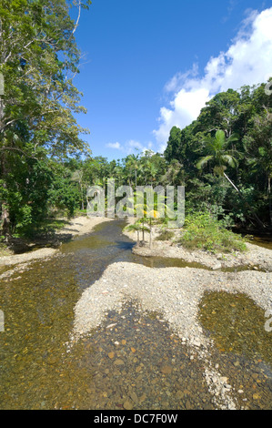 Creek - Parc national de Daintree - Le Nord du Queensland - Australie Banque D'Images
