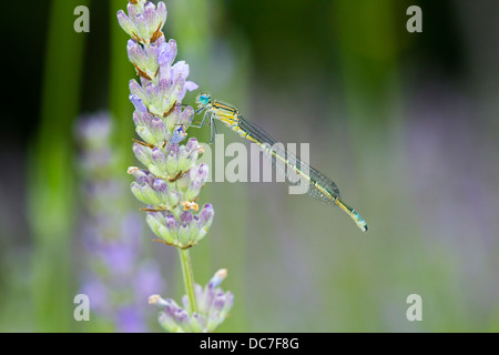 Demoiselle d'Azur. Coenagrion puella femelle Banque D'Images