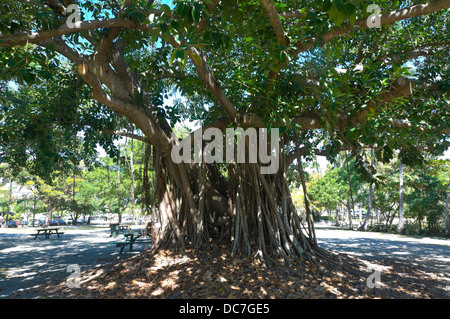 Banyan Tree - Port Douglas - Le Nord du Queensland - Australie Banque D'Images