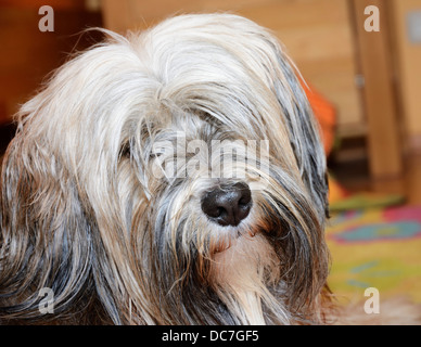 Brun aux cheveux long chien terrier tibétain Banque D'Images