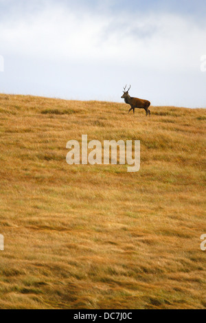 Red Deer (Cervus elaphus, seul mâle adulte marche sur une colline herbeuse. Prises d'octobre. Isle of Jura, Argyll, Scotland, UK. Banque D'Images