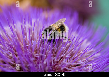 Cynara cardunculus cardon avec des abeilles recueillir et couverts dans le pollen Banque D'Images
