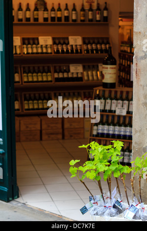 Magasin à St-Emilion village, France. Les jeunes descendants de vigne à vendre à l'entrée de la boutique Banque D'Images